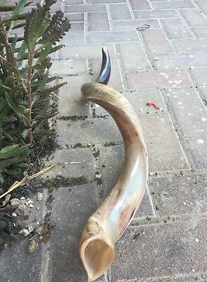 Yemenite Kudu Horn Shofar 22''-24'' New Made In Jerusalem *free Shipping*